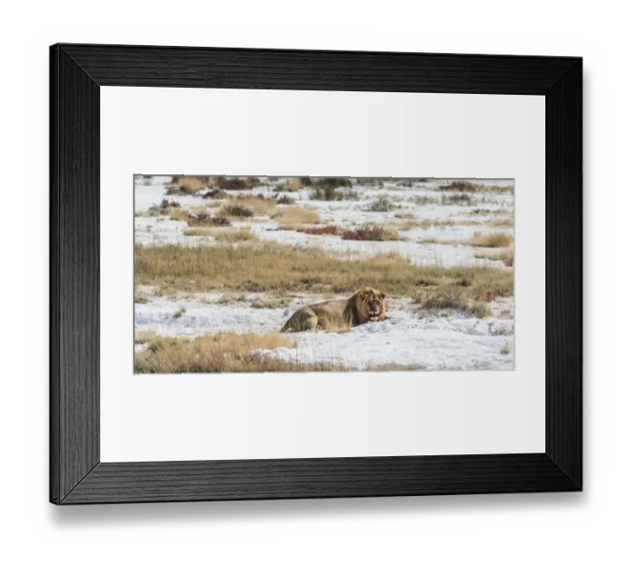 Framed Print : Lion -Panthera leo-, gorged male lying on the edge of the Etosha Pan, Etosha National Park, Namibia Framed Print : Lion -Panthera leo-, gorged male lying on the edge of the Etosha Pan, Etosha National Park, Namibia