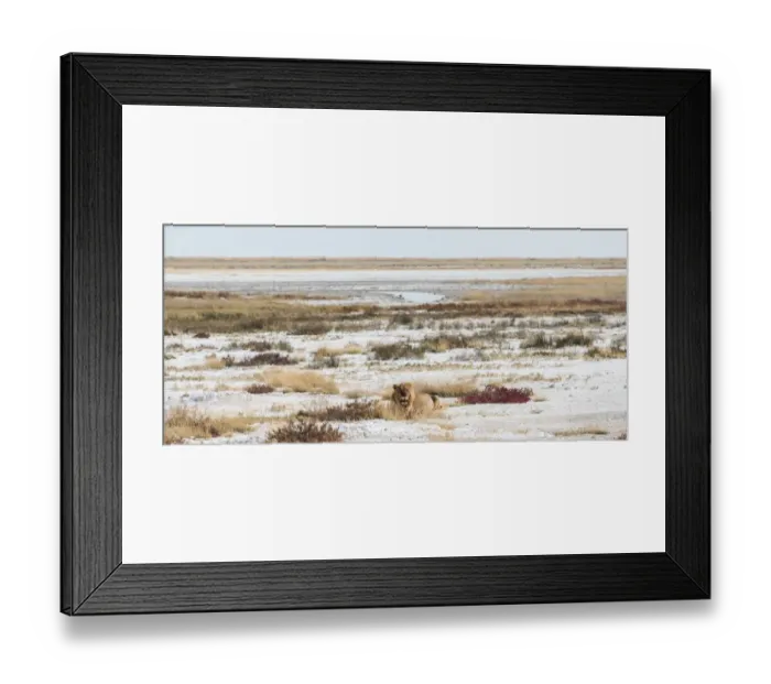 Framed Print : Lion -Panthera leo-, gorged male lying on the edge of the Etosha Pan, Etosha National Park, Namibia Framed Print : Lion -Panthera leo-, gorged male lying on the edge of the Etosha Pan, Etosha National Park, Namibia