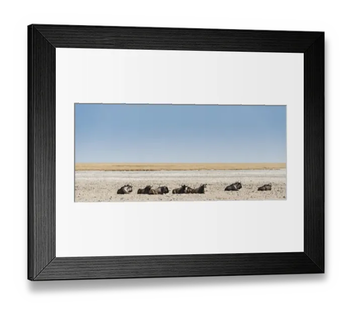 Framed Print : Blue Wildebeest -Connochaetes taurinus- lying in the midday heat, dried out waterhole at the edge of the Etosha Pan, Springbokfontein water hole, Etosha National Park, Namibia Framed Print : Blue Wildebeest -Connochaetes taurinus- lying in the midday heat, dried out waterhole at the edge of the Etosha Pan, Springbokfontein water hole, Etosha National Park, Namibia