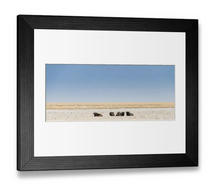 Framed Print : Blue Wildebeest -Connochaetes taurinus- lying in the midday heat, dried out waterhole at the edge of the Etosha Pan, Springbokfontein water hole, Etosha National Park, Namibia