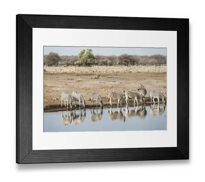 Framed Print : Herd of Burchells Zebras -Equus quagga burchellii- reflected in the water while drinking, Chudop water hole, Etosha National Park, Namibia Framed Print : Herd of Burchells Zebras -Equus quagga burchellii- reflected in the water while drinking, Chudop water hole, Etosha National Park, Namibia