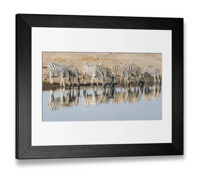 Framed Print : Herd of Burchells Zebras -Equus quagga burchellii- reflected in the water while drinking, Chudop water hole, Etosha National Park, Namibia Framed Print : Herd of Burchells Zebras -Equus quagga burchellii- reflected in the water while drinking, Chudop water hole, Etosha National Park, Namibia