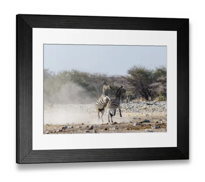 Framed Print : Two fighting Burchells Zebras, -Equus quagga burchellii-, Etosha National Park, Namibia Framed Print : Two fighting Burchells Zebras, -Equus quagga burchellii-, Etosha National Park, Namibia