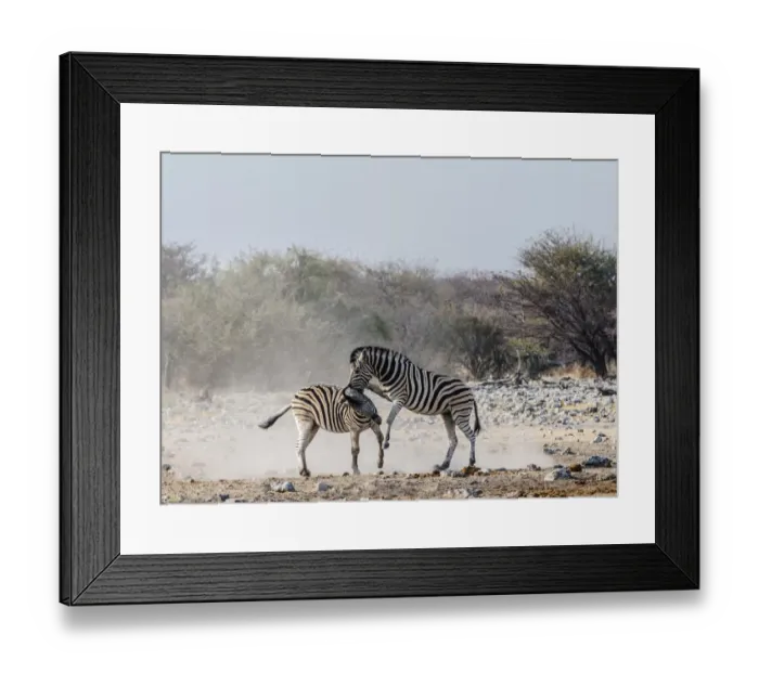 Framed Print : Two fighting Burchells Zebras, -Equus quagga burchellii-, Etosha National Park, Namibia Framed Print : Two fighting Burchells Zebras, -Equus quagga burchellii-, Etosha National Park, Namibia