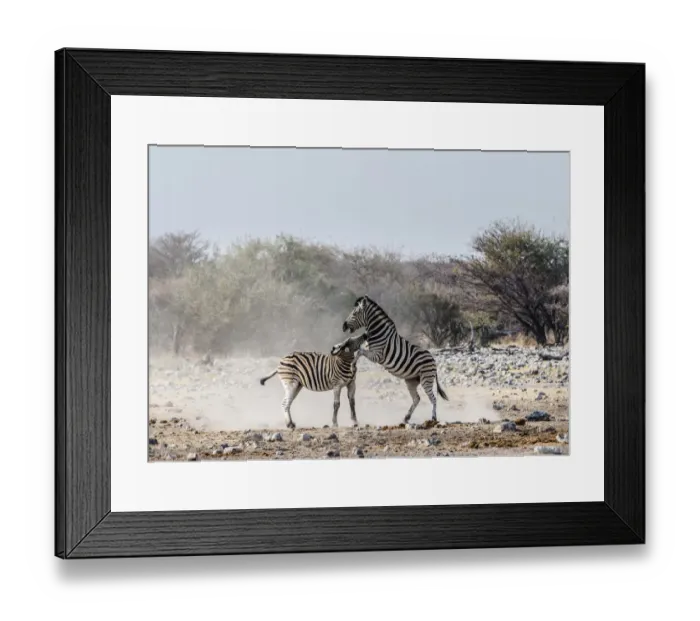 Framed Print : Two fighting Burchells Zebras, -Equus quagga burchellii-, Etosha National Park, Namibia Framed Print : Two fighting Burchells Zebras, -Equus quagga burchellii-, Etosha National Park, Namibia