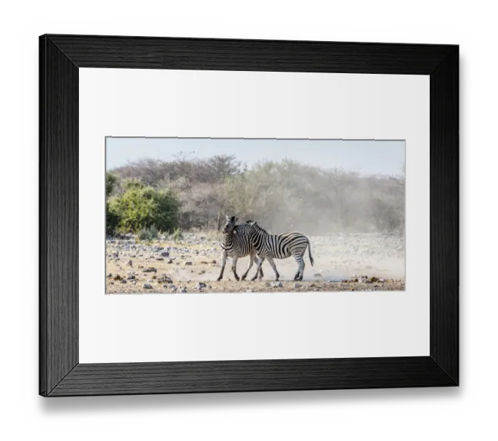 Framed Print : Two fighting Burchells Zebras, -Equus quagga burchellii-, Etosha National Park, Namibia