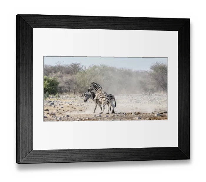 Framed Print : Two fighting Burchells Zebras, -Equus quagga burchellii-, Etosha National Park, Namibia Framed Print : Two fighting Burchells Zebras, -Equus quagga burchellii-, Etosha National Park, Namibia