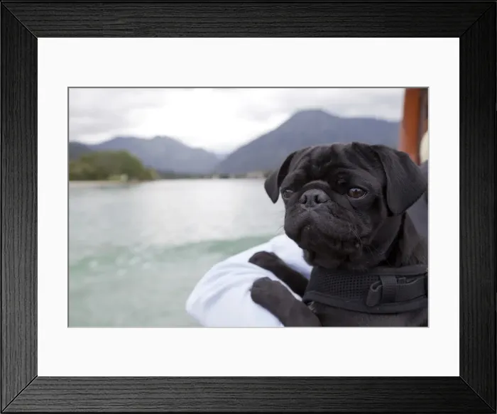Framed Print : Black Pug on a tour boat, Tegernsee lake, Upper Bavaria, Bavaria, Germany Framed Print : Black Pug on a tour boat, Tegernsee lake, Upper Bavaria, Bavaria, Germany