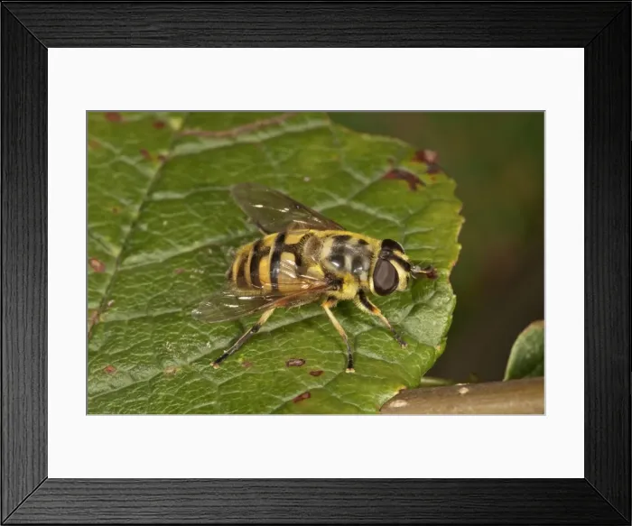 Framed Print : Dead Head Hoverfly -Myathropa florea-, female, Untergroeningen, Baden-Wuerttemberg, Germany, Europe Framed Print : Dead Head Hoverfly -Myathropa florea-, female, Untergroeningen, Baden-Wuerttemberg, Germany, Europe