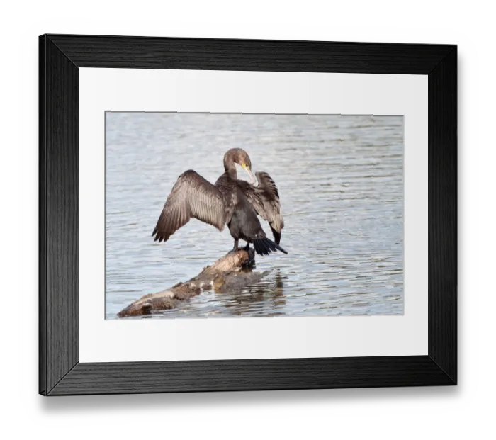 Framed Print : Great Cormorant or Great Black Cormorant -Phalacrocorax carbo- with outstretched wings, North Hesse, Hesse, Germany