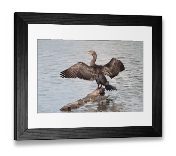 Framed Print : Great Cormorant or Great Black Cormorant -Phalacrocorax carbo- with outstretched wings, North Hesse, Hesse, Germany