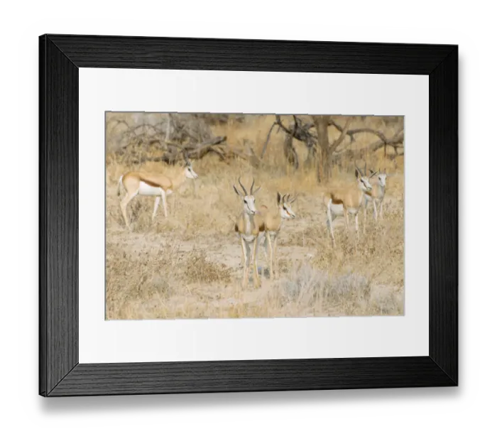 Framed Print : Small herd of Springboks -Antidorcas marsupialis-, Etosha National Park, Namibia Framed Print : Small herd of Springboks -Antidorcas marsupialis-, Etosha National Park, Namibia