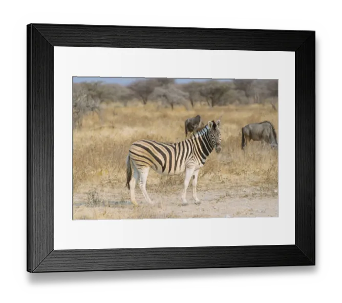 Framed Print : Burchells Zebra -Equus quagga burchellii- and Blue Wildebeest -Connochaetes taurinus-, Etosha National Park, Namibia Framed Print : Burchells Zebra -Equus quagga burchellii- and Blue Wildebeest -Connochaetes taurinus-, Etosha National Park, Namibia