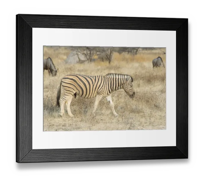 Framed Print : Burchells Zebra -Equus quagga burchellii- and Blue Wildebeest -Connochaetes taurinus-, Etosha National Park, Namibia