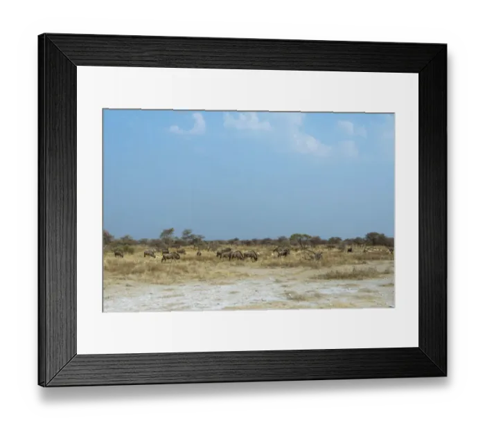 Framed Print : Herd of Blue Wildebeest -Connochaetes taurinus-, Etosha National Park, Namibia Framed Print : Herd of Blue Wildebeest -Connochaetes taurinus-, Etosha National Park, Namibia