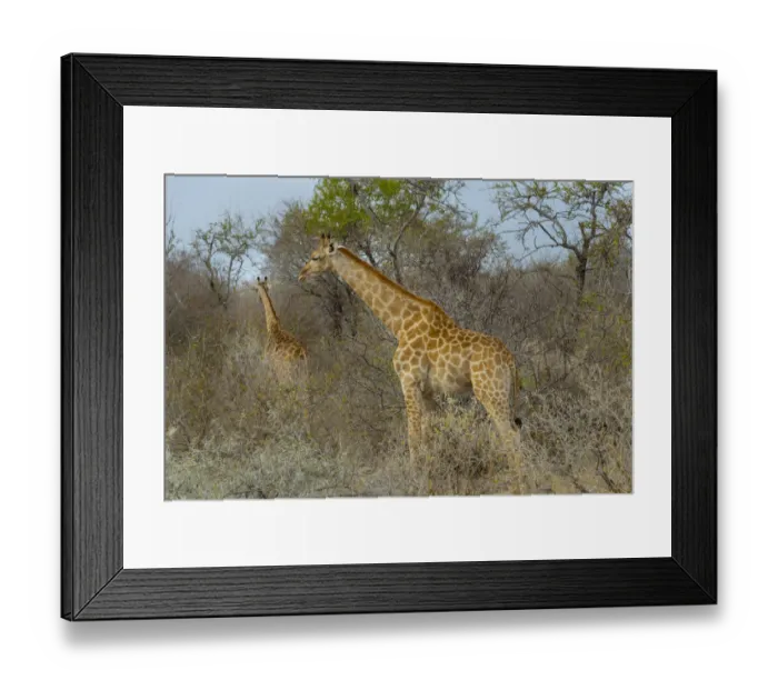 Framed Print : Two Giraffes -Giraffa camelopardis- in the bush, Etosha National Park, Namibia Framed Print : Two Giraffes -Giraffa camelopardis- in the bush, Etosha National Park, Namibia