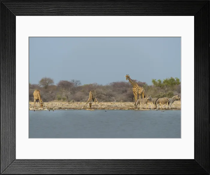 Framed Print : Giraffes and zebras at the waterhole, Giraffe -Giraffa camelopardis- and Burchells Zebra -Equus quagga burchellii-, Klein Namutoni waterhole, Etosha National Park, Namibia Framed Print : Giraffes and zebras at the waterhole, Giraffe -Giraffa camelopardis- and Burchells Zebra -Equus quagga burchellii-, Klein Namutoni waterhole, Etosha National Park, Namibia