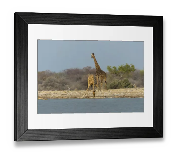 Framed Print : Two giraffes -Giraffa camelopardis- drinking at the Klein Namutoni waterhole, Etosha National Park, Namibia