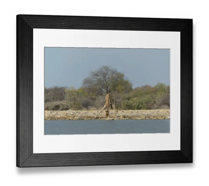 Framed Print : Giraffe -Giraffa camelopardis- drinking at the Klein Namutoni waterhole, Etosha National Park, Namibia