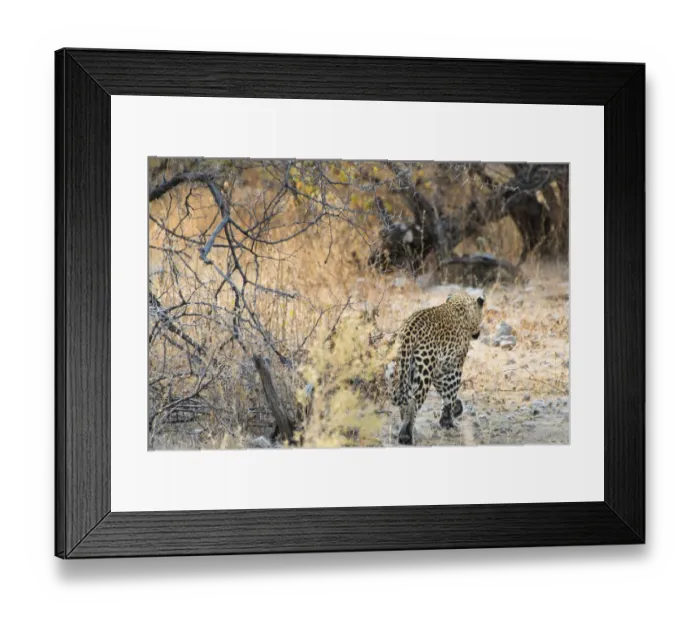 Framed Print : Leopard -Panthera pardus- walking in dry bushes, from behind, Etosha National Park, Namibia Framed Print : Leopard -Panthera pardus- walking in dry bushes, from behind, Etosha National Park, Namibia