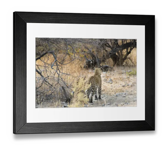 Framed Print : Leopard -Panthera pardus- walking in dry bushes, from behind, Etosha National Park, Namibia Framed Print : Leopard -Panthera pardus- walking in dry bushes, from behind, Etosha National Park, Namibia