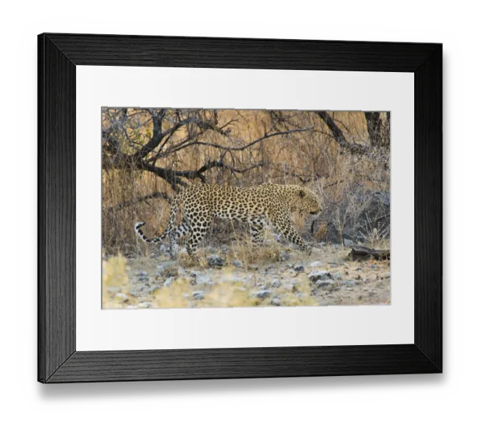 Framed Print : Leopard -Panthera pardus- walking between dry bushes, Etosha National Park, Namibia