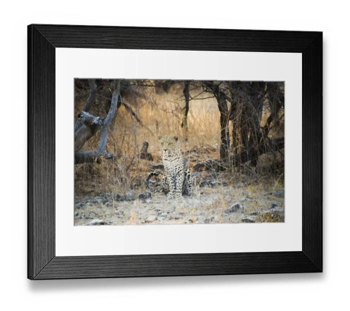 Framed Print : Leopard -Panthera pardus- sitting under a dry tree on stony ground, Etosha National Park, Namibia