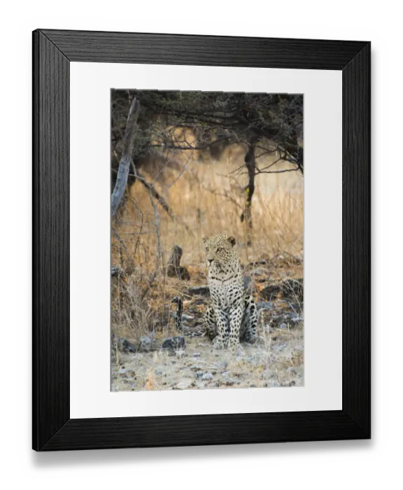 Framed Print : Leopard -Panthera pardus- sitting under a dry tree on stony ground, Etosha National Park, Namibia Framed Print : Leopard -Panthera pardus- sitting under a dry tree on stony ground, Etosha National Park, Namibia