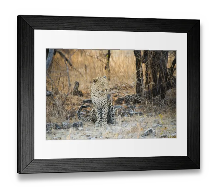 Framed Print : Leopard -Panthera pardus- sitting under a dry tree on stony ground, Etosha National Park, Namibia