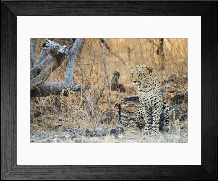 Framed Print : Leopard -Panthera pardus- sitting under a dry tree on stony ground, Etosha National Park, Namibia