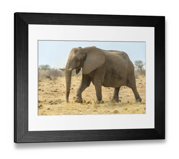 Framed Print : African Elephant -Loxodonta africana-, Tsumcor water hole, Etosha National Park, Namibia Framed Print : African Elephant -Loxodonta africana-, Tsumcor water hole, Etosha National Park, Namibia
