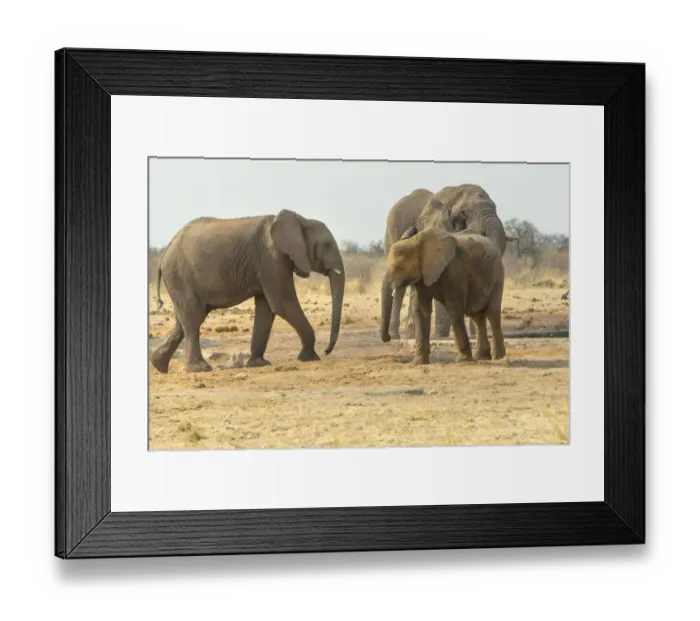 Framed Print : African Elephant -Loxodonta africana-, Elephants at the water hole, Tsumcor water hole, Etosha National Park, Namibia Framed Print : African Elephant -Loxodonta africana-, Elephants at the water hole, Tsumcor water hole, Etosha National Park, Namibia