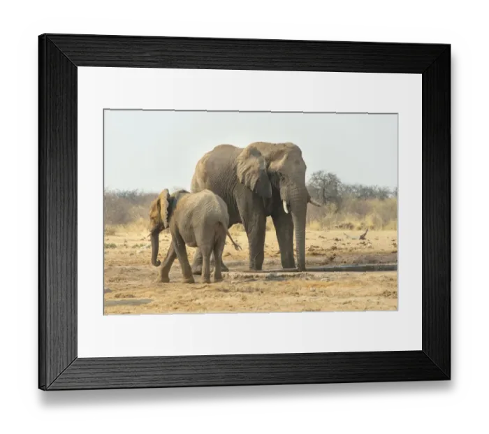 Framed Print : African Elephant -Loxodonta africana-, Two elephants drinking at the waterhole, Tsumcor water hole, Etosha National Park, Namibia Framed Print : African Elephant -Loxodonta africana-, Two elephants drinking at the waterhole, Tsumcor water hole, Etosha National Park, Namibia