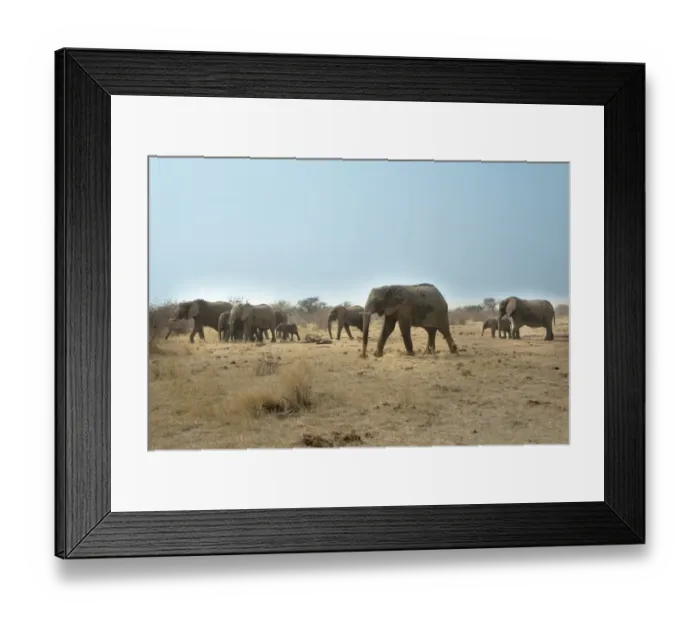 Framed Print : African elephant -Loxodonta africana-, herd, Tsumcor water hole, Etosha National Park, Namibia Framed Print : African elephant -Loxodonta africana-, herd, Tsumcor water hole, Etosha National Park, Namibia