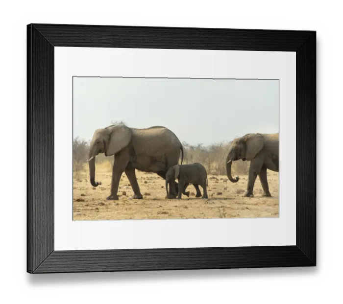Framed Print : African elephant -Loxodonta africana-, adults with calf, Tsumcor water hole, Etosha National Park, Namibia Framed Print : African elephant -Loxodonta africana-, adults with calf, Tsumcor water hole, Etosha National Park, Namibia