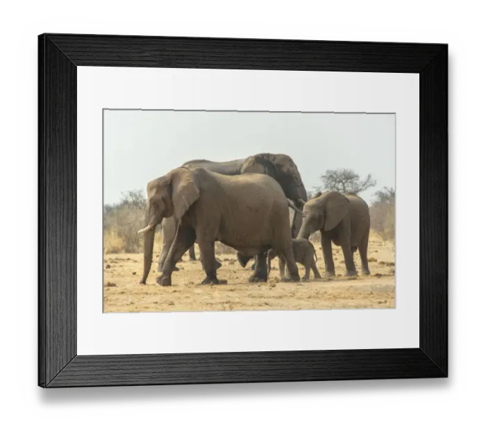 Framed Print : African Elephant -Loxodonta africana-, Herd of elephants with baby elephant marching, Tsumcor water hole, Etosha National Park, Namibia Framed Print : African Elephant -Loxodonta africana-, Herd of elephants with baby elephant marching, Tsumcor water hole, Etosha National Park, Namibia