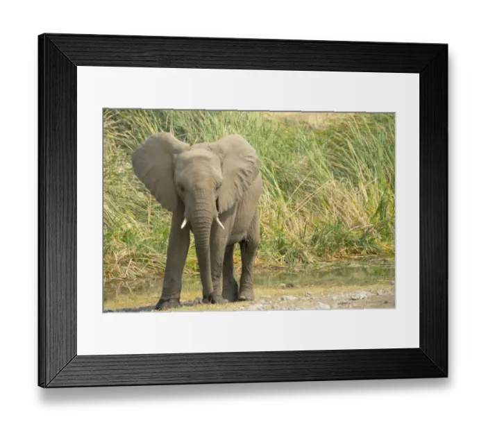 Framed Print : African Elephant -Loxodonta africana-, young animal standing in front of reeds, Koinachas waterhole, Etosha National Park, Namibia Framed Print : African Elephant -Loxodonta africana-, young animal standing in front of reeds, Koinachas waterhole, Etosha National Park, Namibia