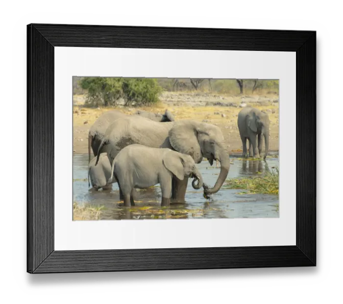 Framed Print : Herd of elephants standing in the water drinking, African Elephants -Loxodonta africana-, Koinachas waterhole, Etosha National Park, Namibia Framed Print : Herd of elephants standing in the water drinking, African Elephants -Loxodonta africana-, Koinachas waterhole, Etosha National Park, Namibia