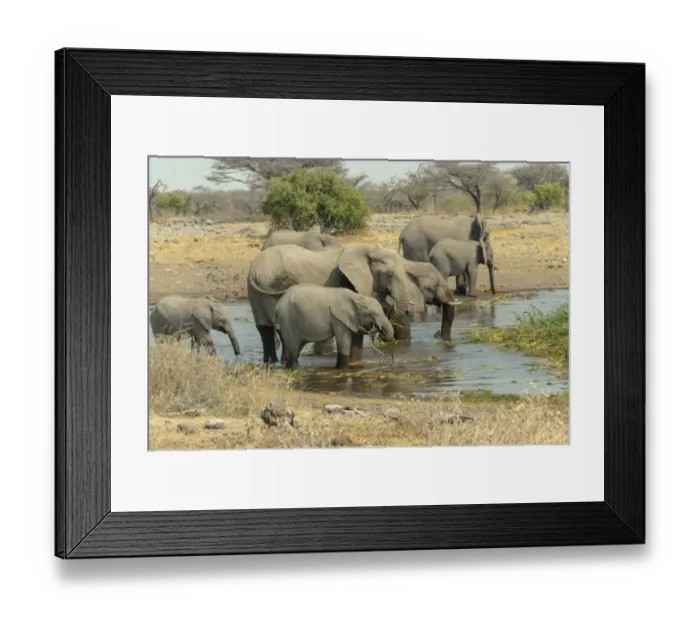 Framed Print : Herd of elephants standing in the water drinking, African Elephants -Loxodonta africana-, Koinachas waterhole, Etosha National Park, Namibia Framed Print : Herd of elephants standing in the water drinking, African Elephants -Loxodonta africana-, Koinachas waterhole, Etosha National Park, Namibia