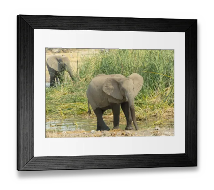 Framed Print : African Elephant -Loxodonta africana-, young animal standing in front of reeds, Koinachas waterhole, Etosha National Park, Namibia
