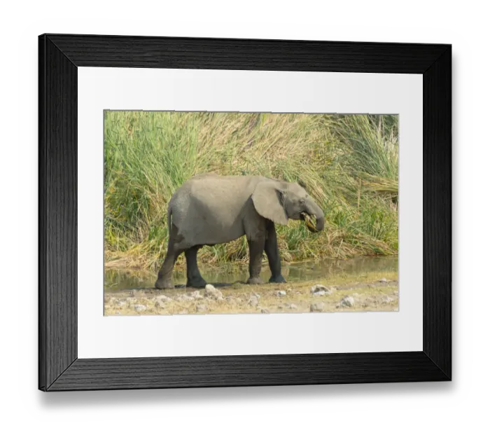 Framed Print : African Elephant -Loxodonta africana-, young animal standing in front of reeds, Koinachas waterhole, Etosha National Park, Namibia Framed Print : African Elephant -Loxodonta africana-, young animal standing in front of reeds, Koinachas waterhole, Etosha National Park, Namibia