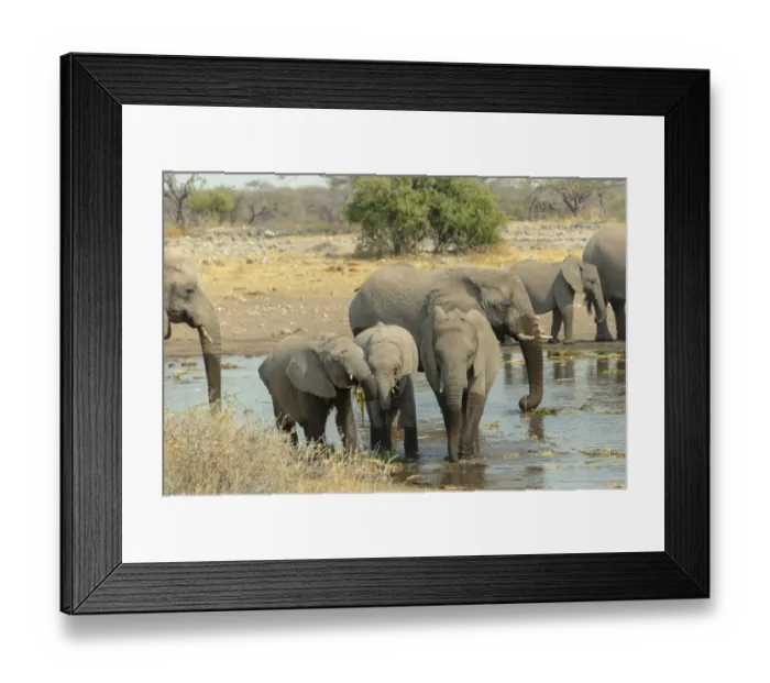Framed Print : Herd of elephants standing in the water drinking, African Elephants -Loxodonta africana-, Koinachas waterhole, Etosha National Park, Namibia Framed Print : Herd of elephants standing in the water drinking, African Elephants -Loxodonta africana-, Koinachas waterhole, Etosha National Park, Namibia