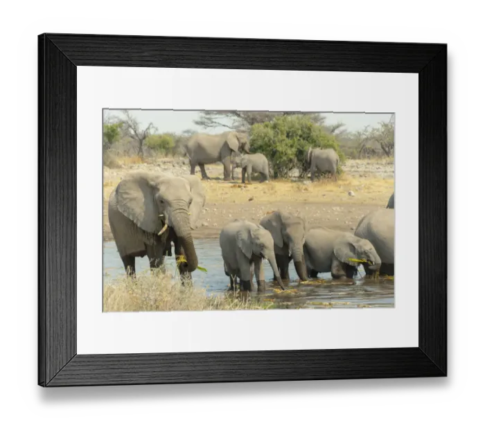 Framed Print : Herd of elephants standing in the water drinking, African Elephants -Loxodonta africana-, Koinachas waterhole, Etosha National Park, Namibia Framed Print : Herd of elephants standing in the water drinking, African Elephants -Loxodonta africana-, Koinachas waterhole, Etosha National Park, Namibia
