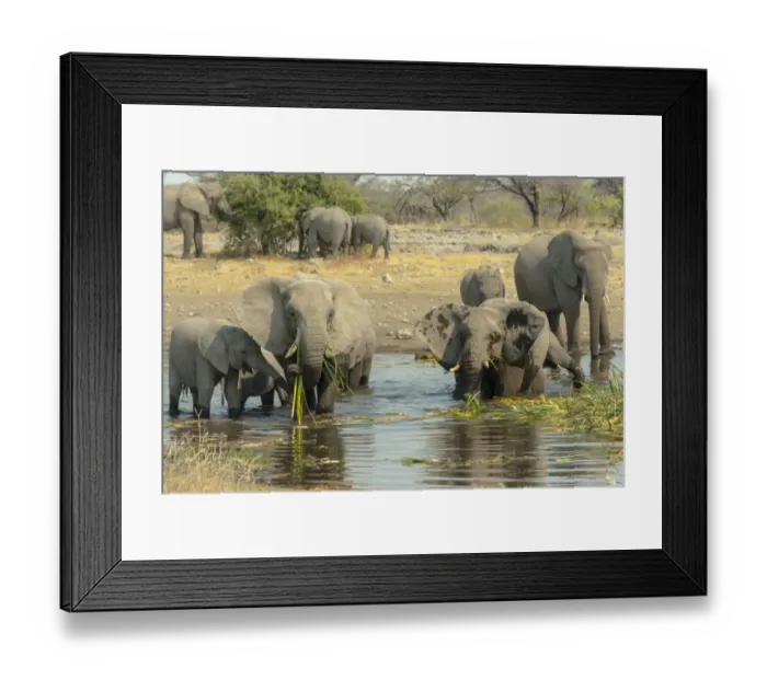 Framed Print : Herd of elephants standing in the water drinking, African Elephants -Loxodonta africana-, Koinachas waterhole, Etosha National Park, Namibia Framed Print : Herd of elephants standing in the water drinking, African Elephants -Loxodonta africana-, Koinachas waterhole, Etosha National Park, Namibia