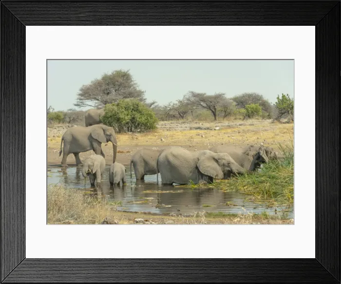 Framed Print : Herd of elephants standing in the water drinking, African Elephants -Loxodonta africana-, Koinachas waterhole, Etosha National Park, Namibia Framed Print : Herd of elephants standing in the water drinking, African Elephants -Loxodonta africana-, Koinachas waterhole, Etosha National Park, Namibia