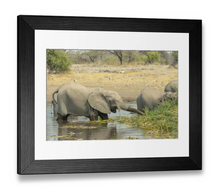 Framed Print : Elephants standing in the water drinking, African Elephants -Loxodonta africana-, Koinachas waterhole, Etosha National Park, Namibia
