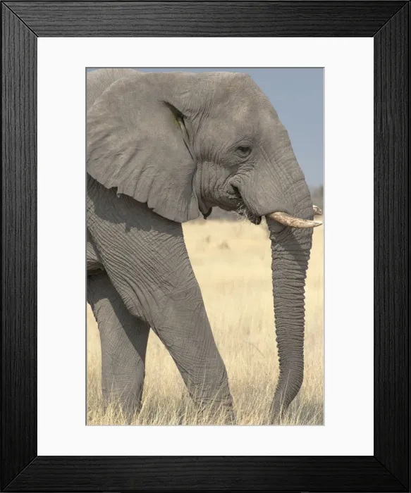 Framed Print : African Bush Elephant -Loxodonta africana-, Etosha National Park, Namibia Framed Print : African Bush Elephant -Loxodonta africana-, Etosha National Park, Namibia