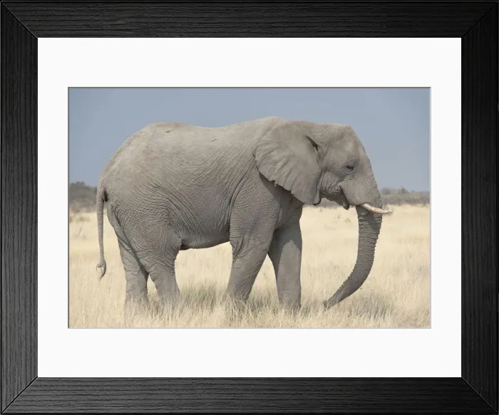 Framed Print : African Bush Elephant -Loxodonta africana-, Etosha National Park, Namibia