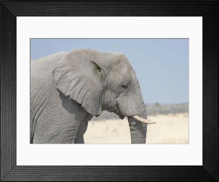 Framed Print : African Bush Elephant -Loxodonta africana-, portrait, Etosha National Park, Namibia Framed Print : African Bush Elephant -Loxodonta africana-, portrait, Etosha National Park, Namibia
