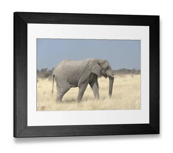 Framed Print : African Bush Elephant -Loxodonta africana-, Etosha National Park, Namibia Framed Print : African Bush Elephant -Loxodonta africana-, Etosha National Park, Namibia